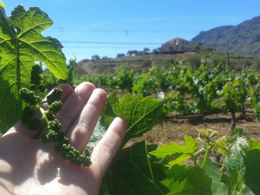 Handmade Tours gets you right to the heart of Gran Canaria's wine, coffee and cheese