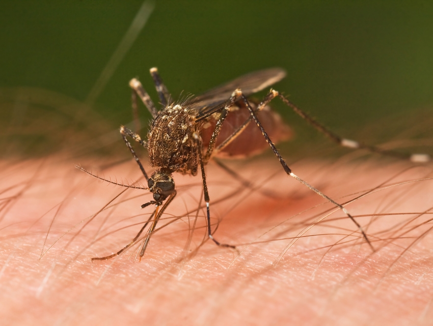 Mosquitos in Gran canaria are rare and don&#039;t carry any diseases