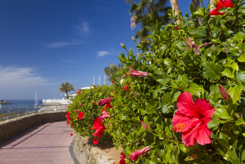 Sunny with mild temperatures this week in Gran Canaria