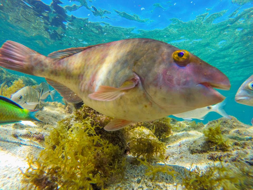 Parrotfish are often seen on Gran canaria scuba dives