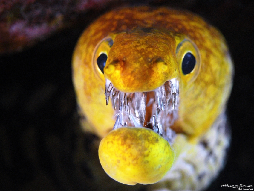 Moray eels are common around Gran Canaria but are shy