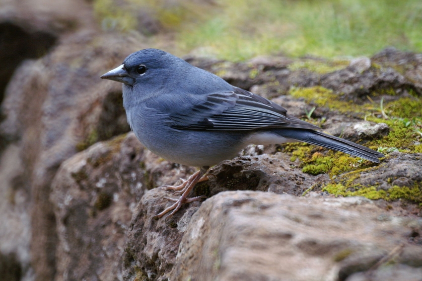 The Gran Canaria blue chaffinch is a now a separate species and one of the world's rarest birds