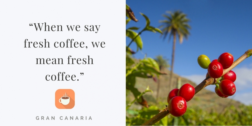 Coffee grows at Agaete in Gran Canara